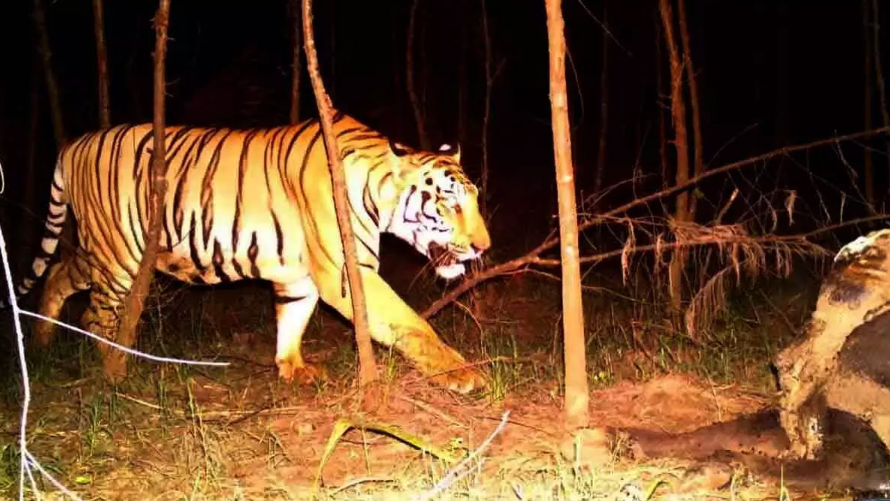 Herd Scares Tiger Away After It Attacks Cow On Bhopal 