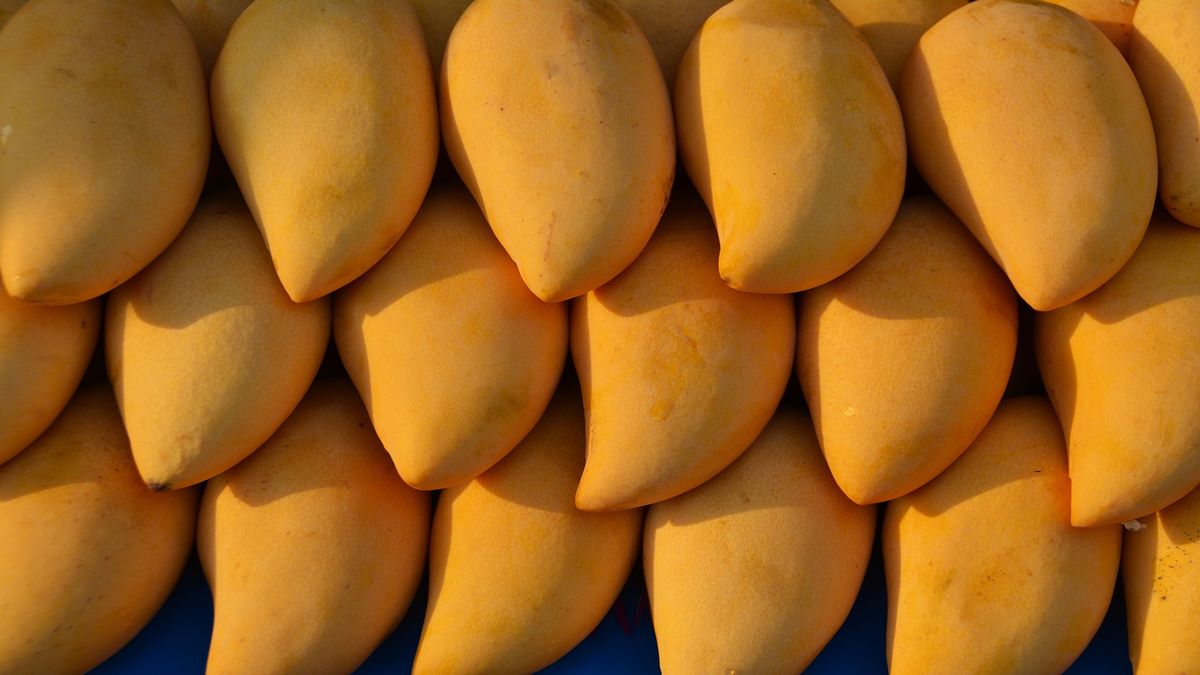 mangoes-worth-rs-2-5-lakh-kg-stolen-from-odisha-orchard-after-owner-posts-pics-online