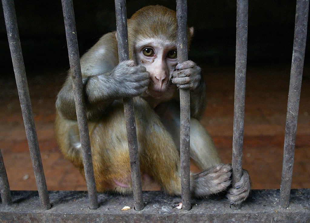 most-wanted-monkey-catch-rescue-team-catch-madhyapradesh-bhopal-rajghad
