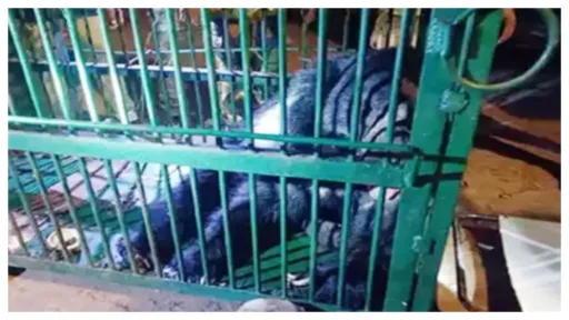 Wild Bear trapped in to Cage at Sikhareswaram in Srisailam