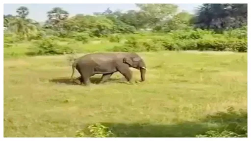 Elephant Attacked on Farmers