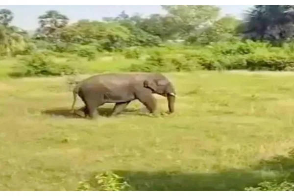 Another Woman Killed in Elephant Attack at Chittoor