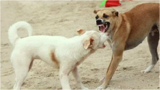 Fight Over Pet Dogs