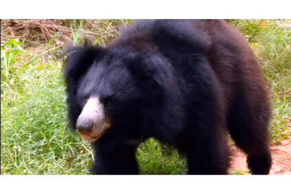 Bear found in kadapa district