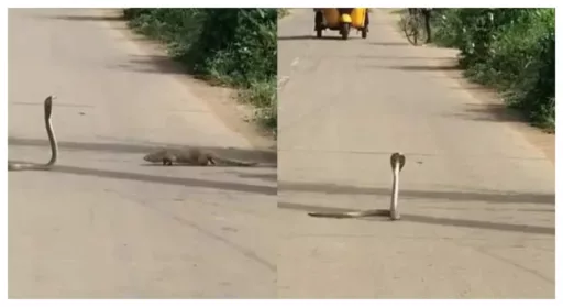 King Cobra Fight with Mongoose in East Godavari