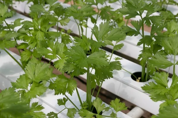 Some problems can be checked with coriander