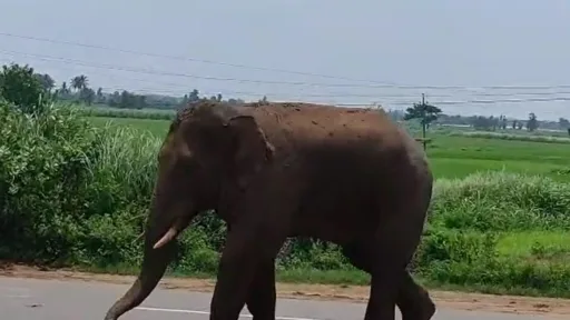 Elephant Missing in Manyam District