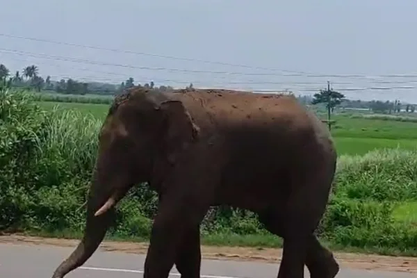Elephant Missing in Manyam District