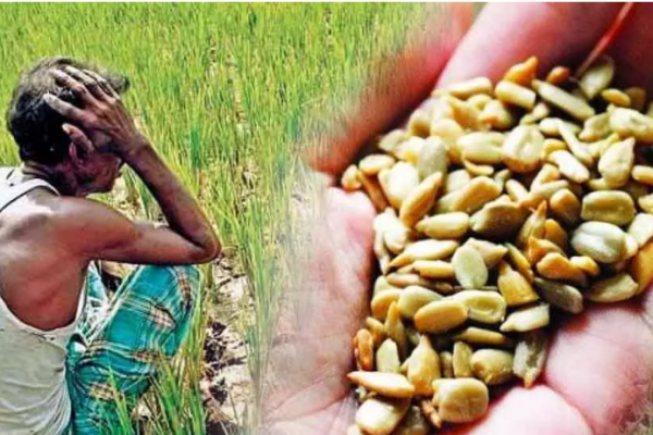 fake seeds effects on farmers