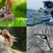 World Animal Day 2023: అంతర్జాతీయ జంతు దినోత్సవం.. భూమి మనుషులది మాత్రమే కాదు బాసూ..!